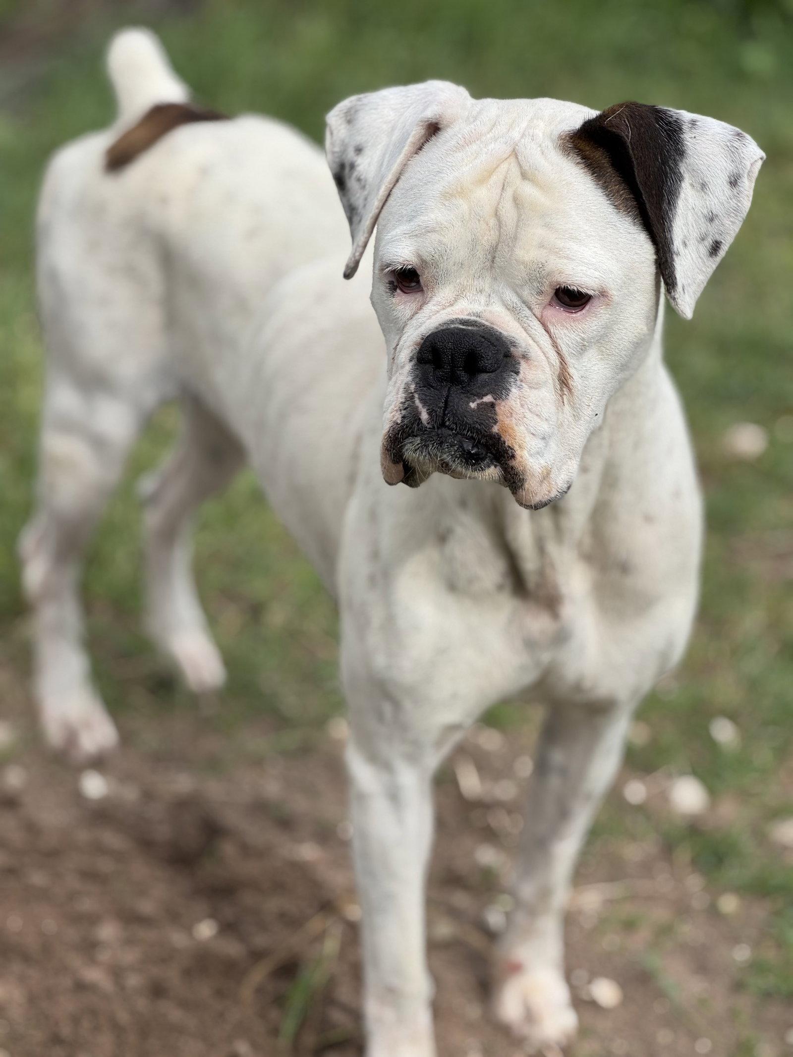 Sierra, Adoptable, Adult Female Mixed Breed.