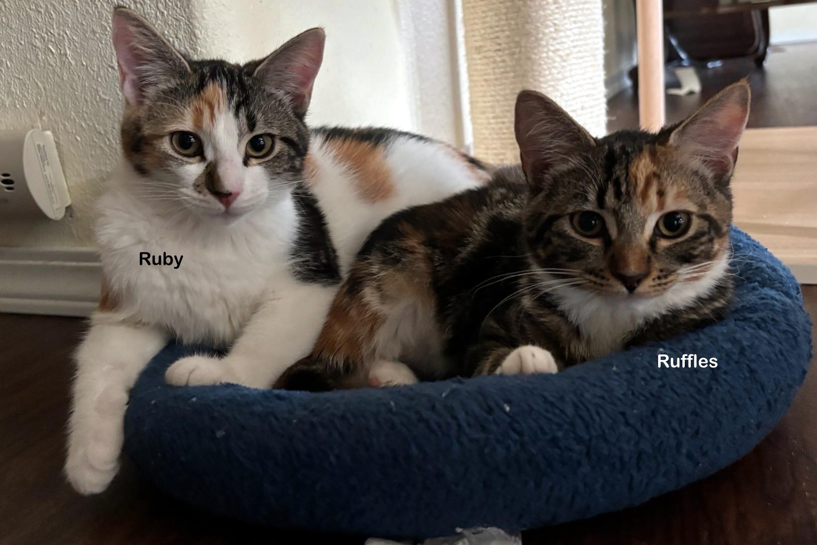 Enlarge Ruffles, a Adoptable mixed breed in Portland, OR image 4/4