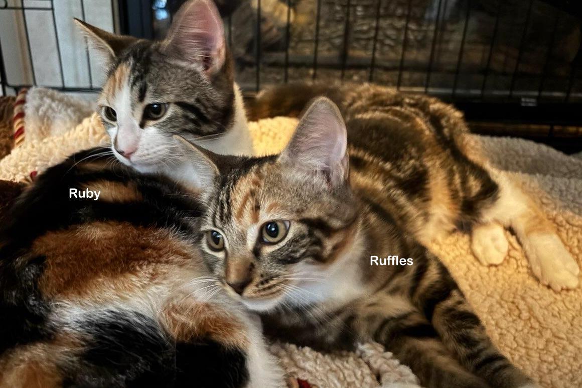 Enlarge Ruffles, a Adoptable mixed breed in Portland, OR image 3/4