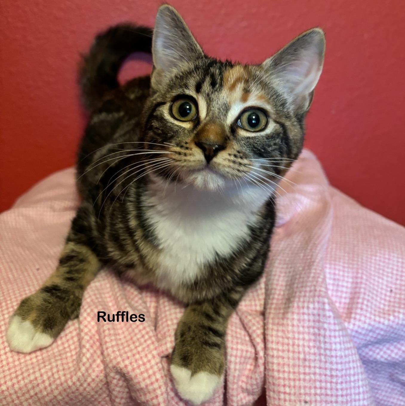 Ruffles, Adoptable, Young Female Calico & Domestic Short Hair.