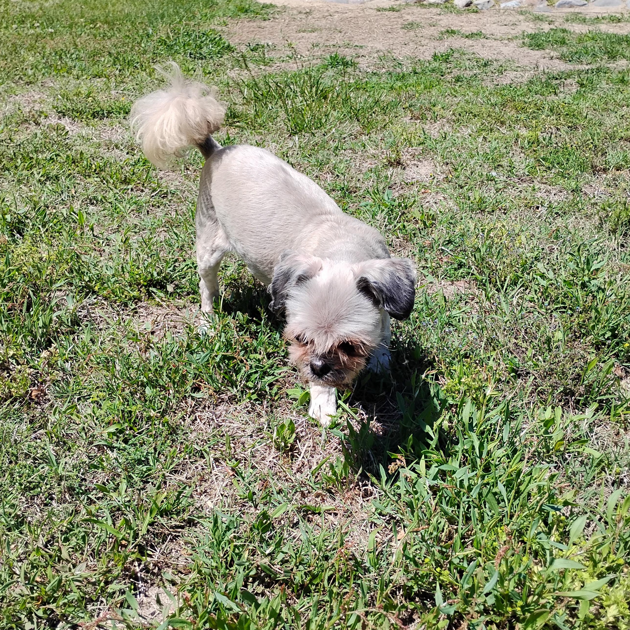 Enlarge Winnie, a ADOPTABLE Shih Tzu in Salisbury, MD image 2/2