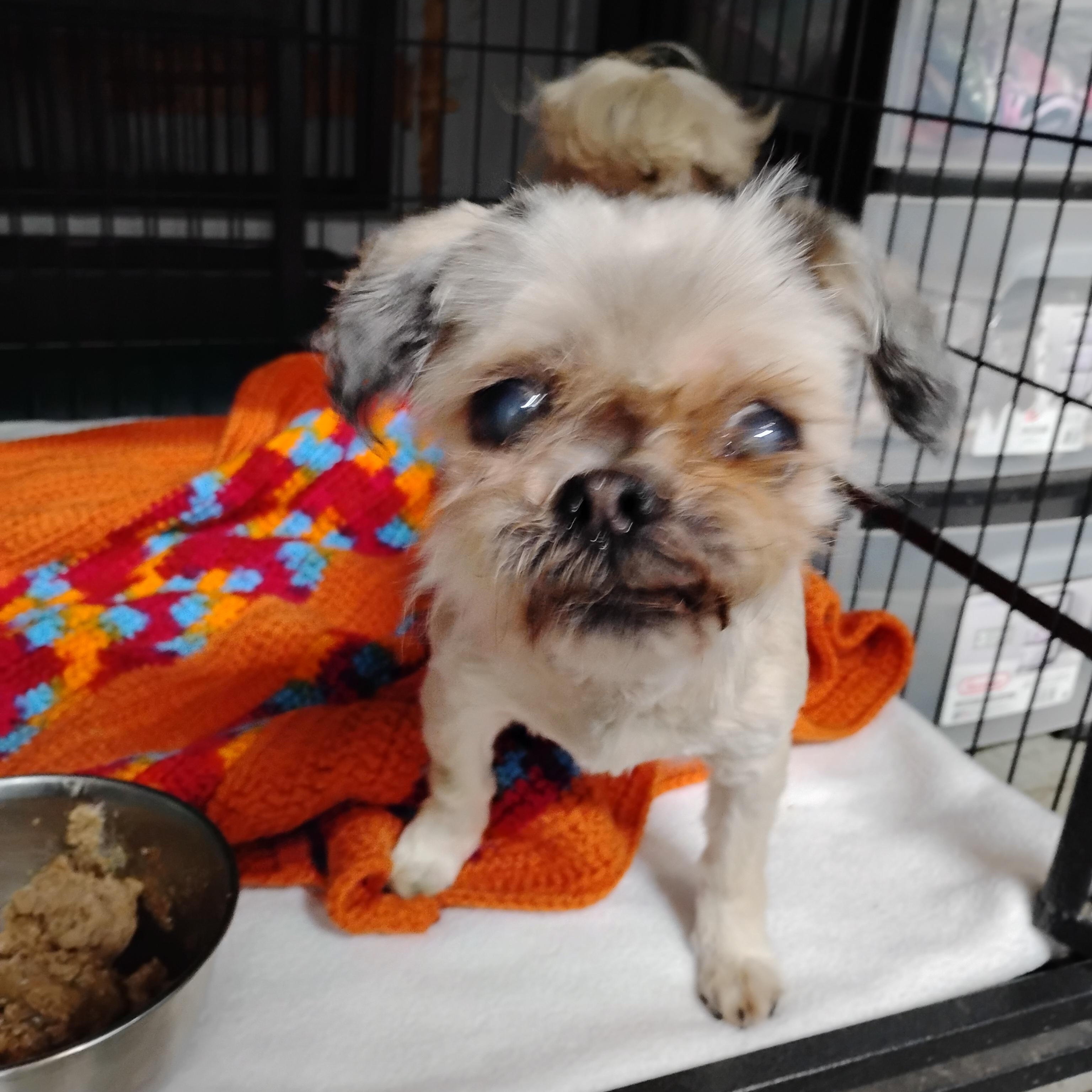 Winnie, ADOPTABLE, Senior Female Shih Tzu.