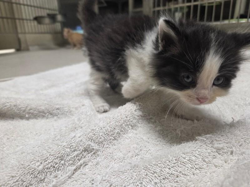 Babe Ruth, Adoptable, Young Male Domestic Medium Hair.