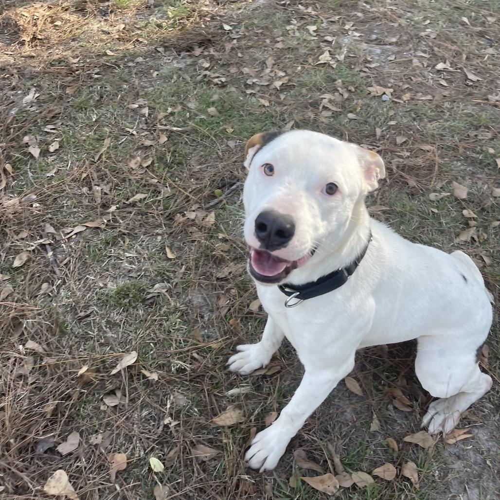 Enlarge Tundra, a Adoptable Mixed Breed in Valdosta , GA image 1/6