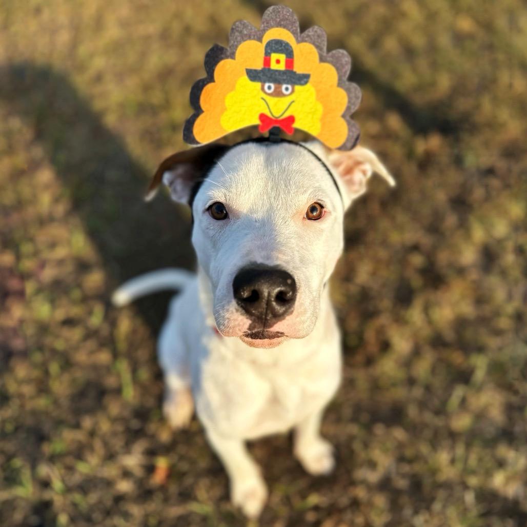 Tundra, Adoptable, Young Male Mixed Breed.