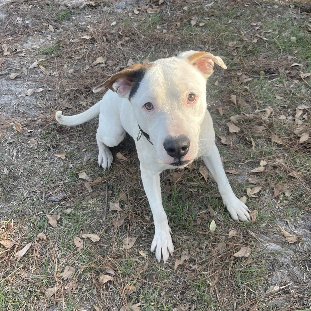 Enlarge Tundra, a Adoptable Mixed Breed in Valdosta , GA image 3/6