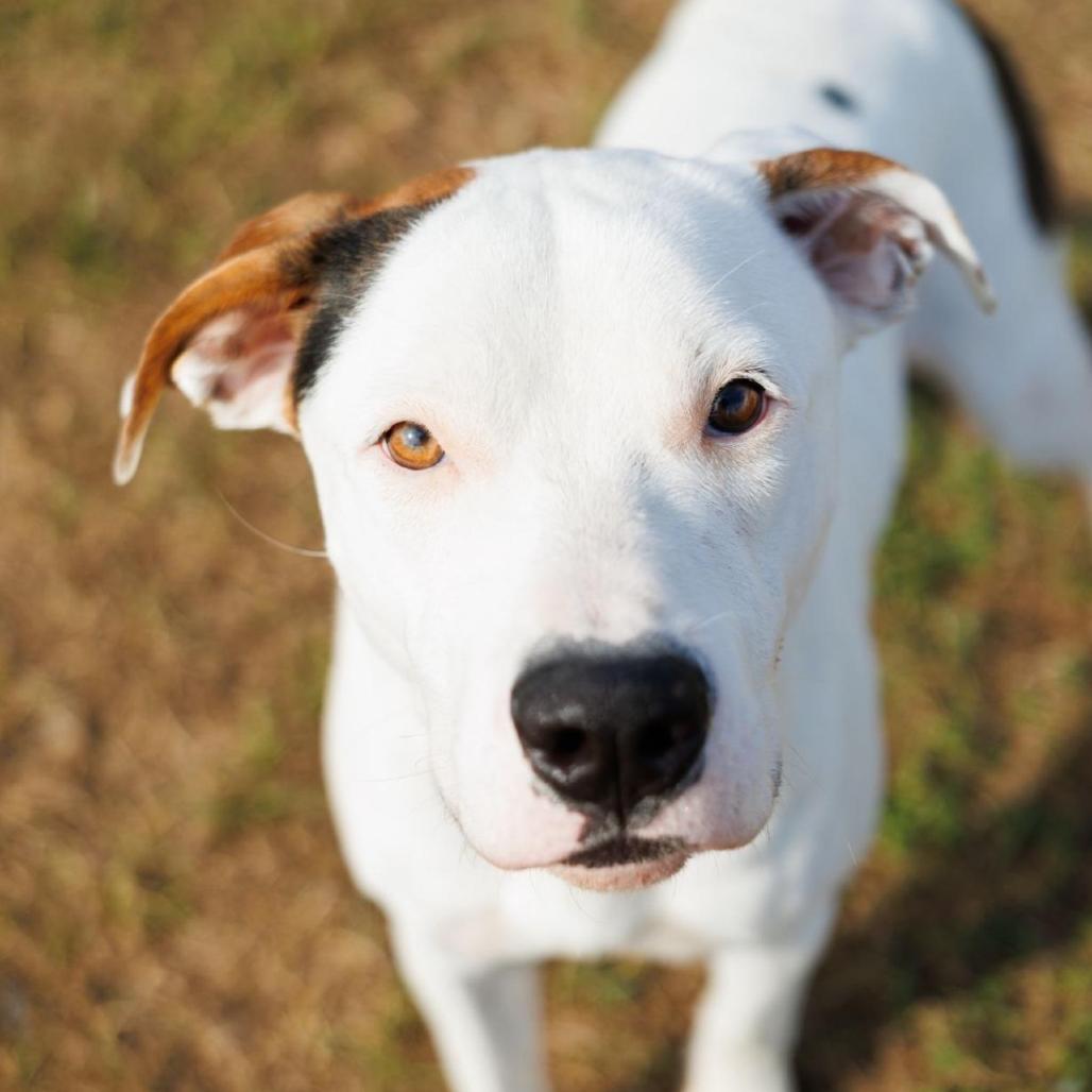 Enlarge Tundra, a Adoptable Mixed Breed in Valdosta , GA image 2/3