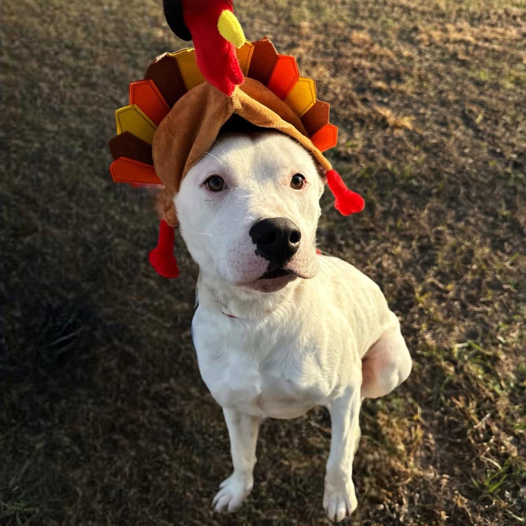 Enlarge Tundra, a Adoptable Mixed Breed in Valdosta , GA image 3/3