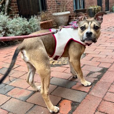 Molly, Adoptable, Young Female Pit Bull Terrier.