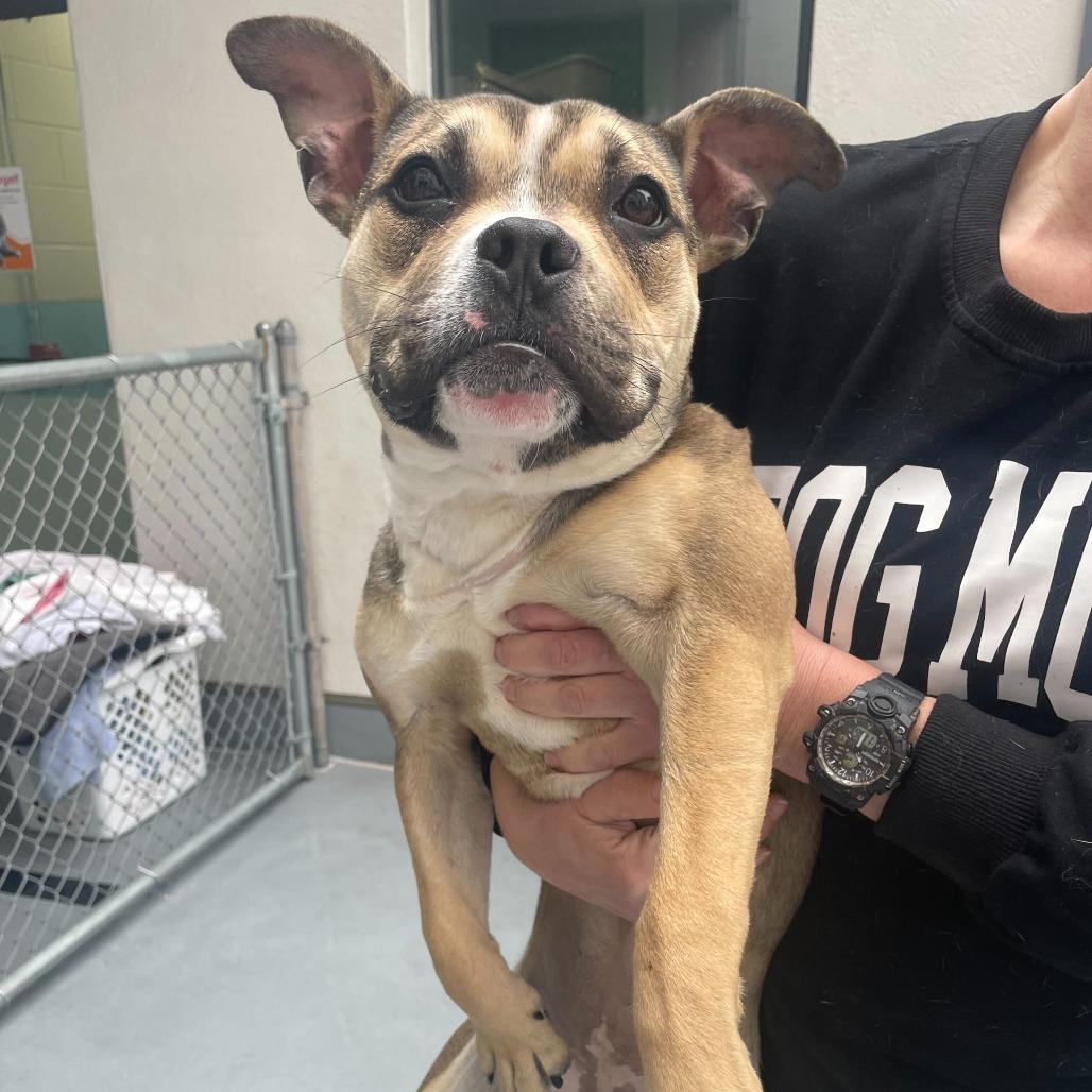 Molly, Adoptable, Young Female Pit Bull Terrier.