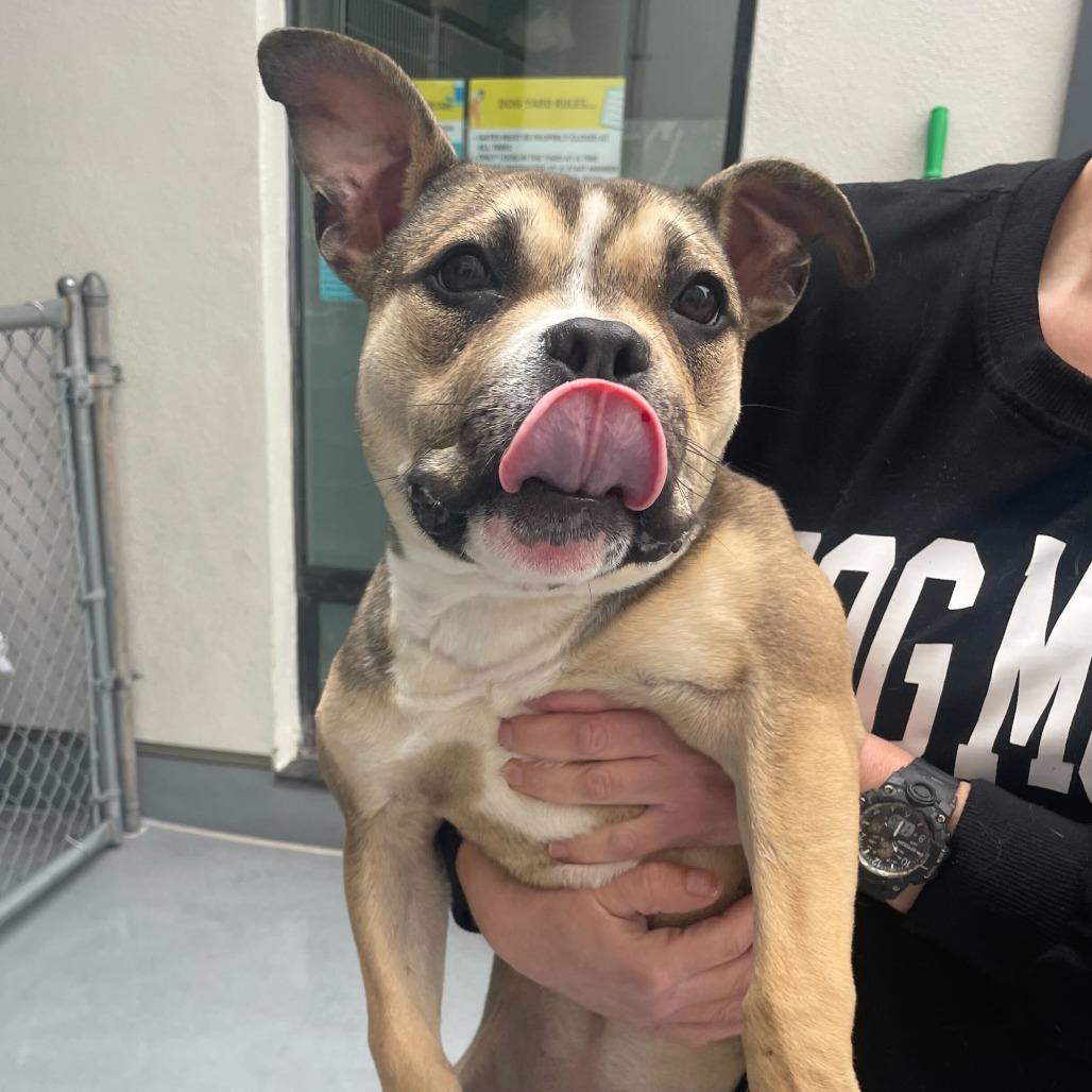 Molly, a Adoptable Pit Bull Terrier in Philadelphia, PA image 2/3