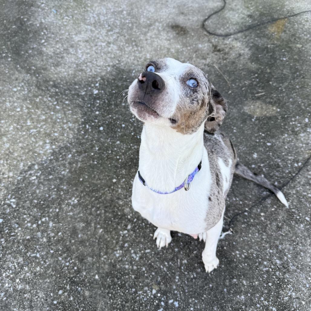 Enlarge Mama Roz, a Adoptable mixed breed in Birmingham, AL image 4/6