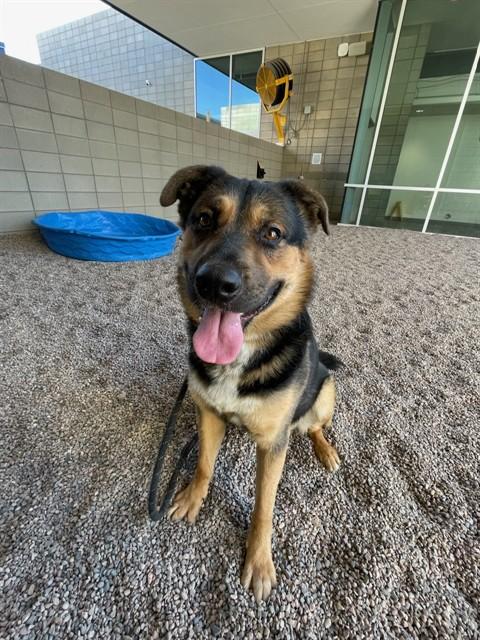 Enlarge CHANDLER, a Adoptable mixed breed in Mesa, AZ image 1/1