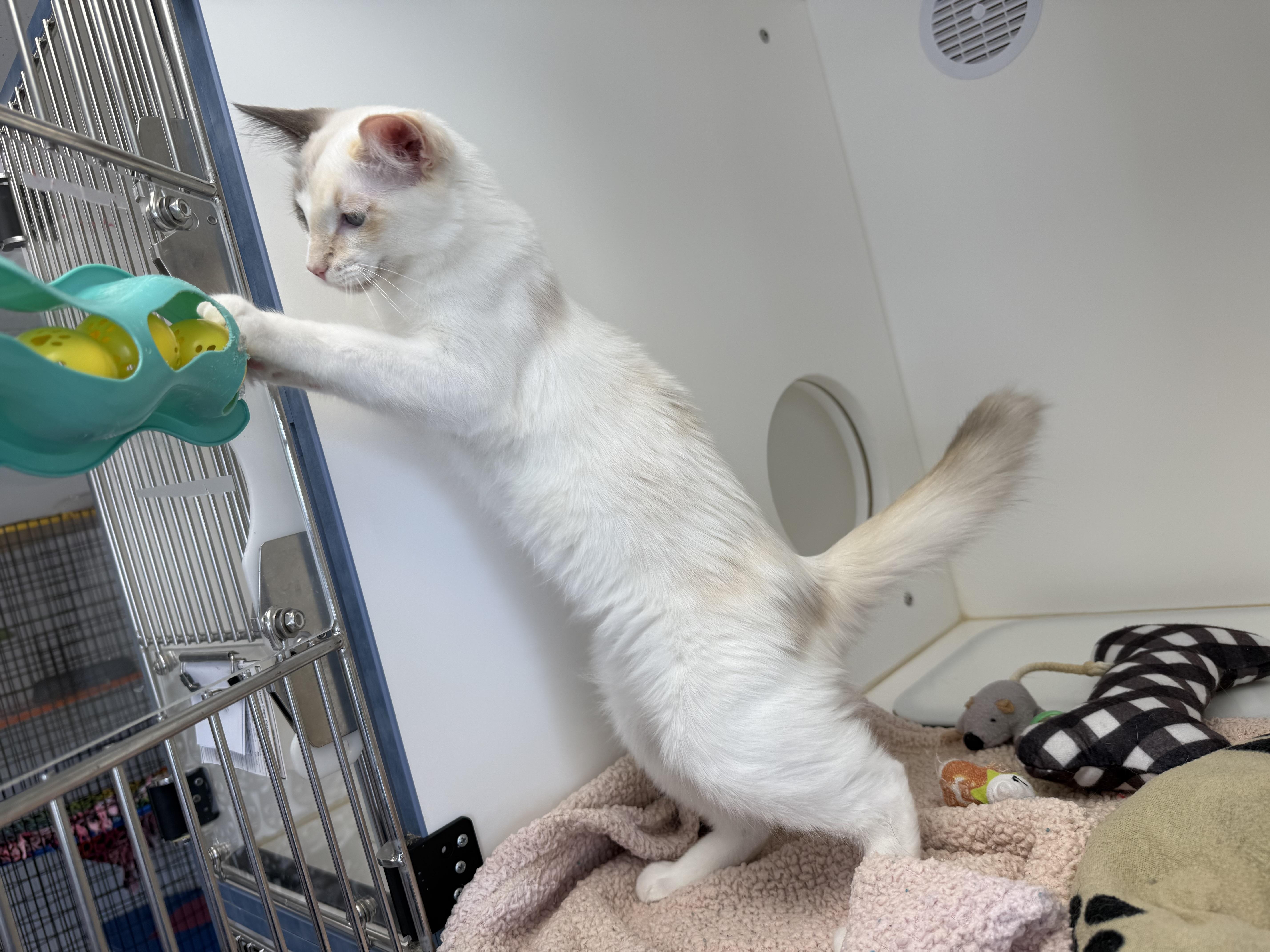 Enlarge Peach, a Adoptable mixed breed in Newport Beach, CA image 6/6
