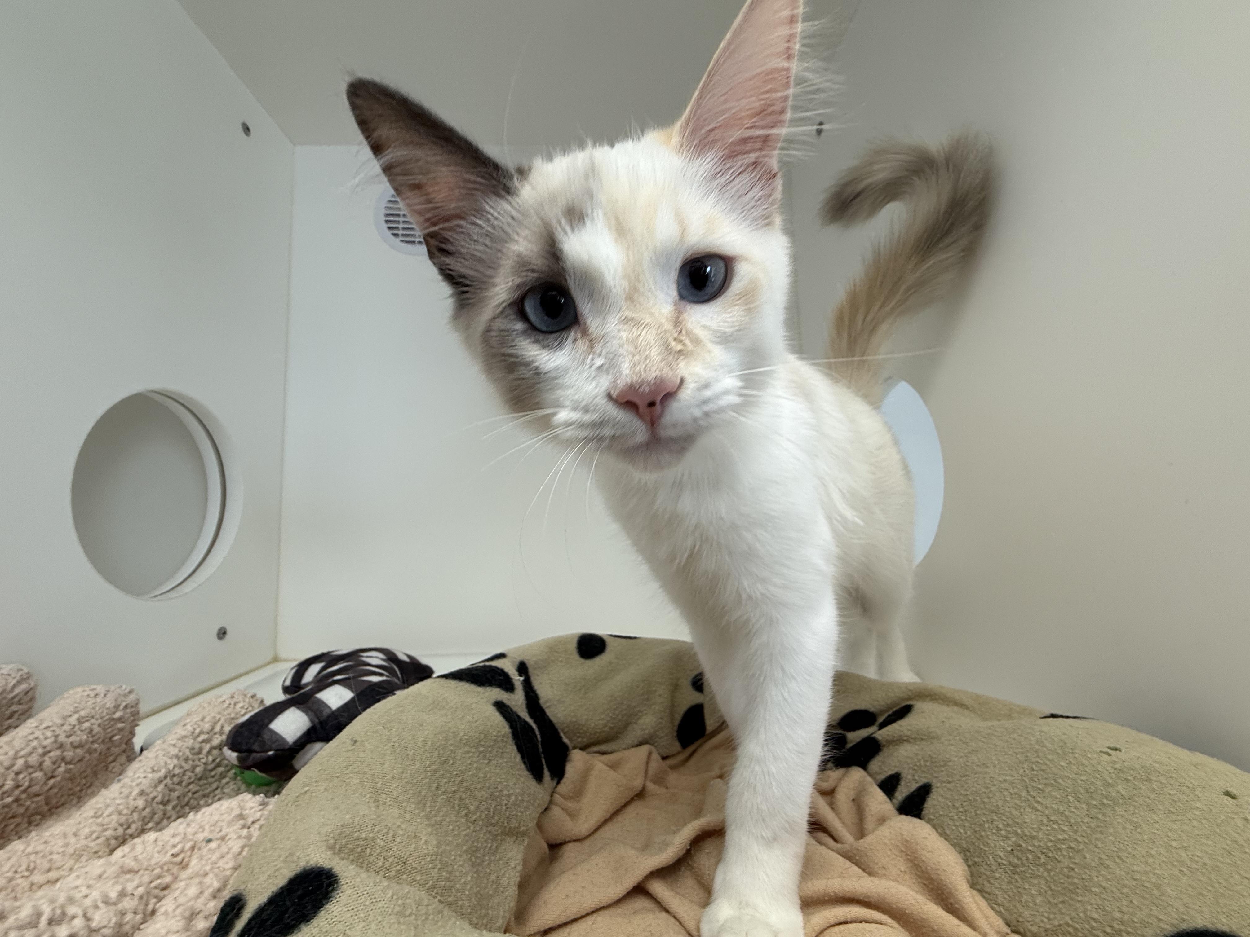 Enlarge Peach, a Adoptable mixed breed in Newport Beach, CA image 3/6