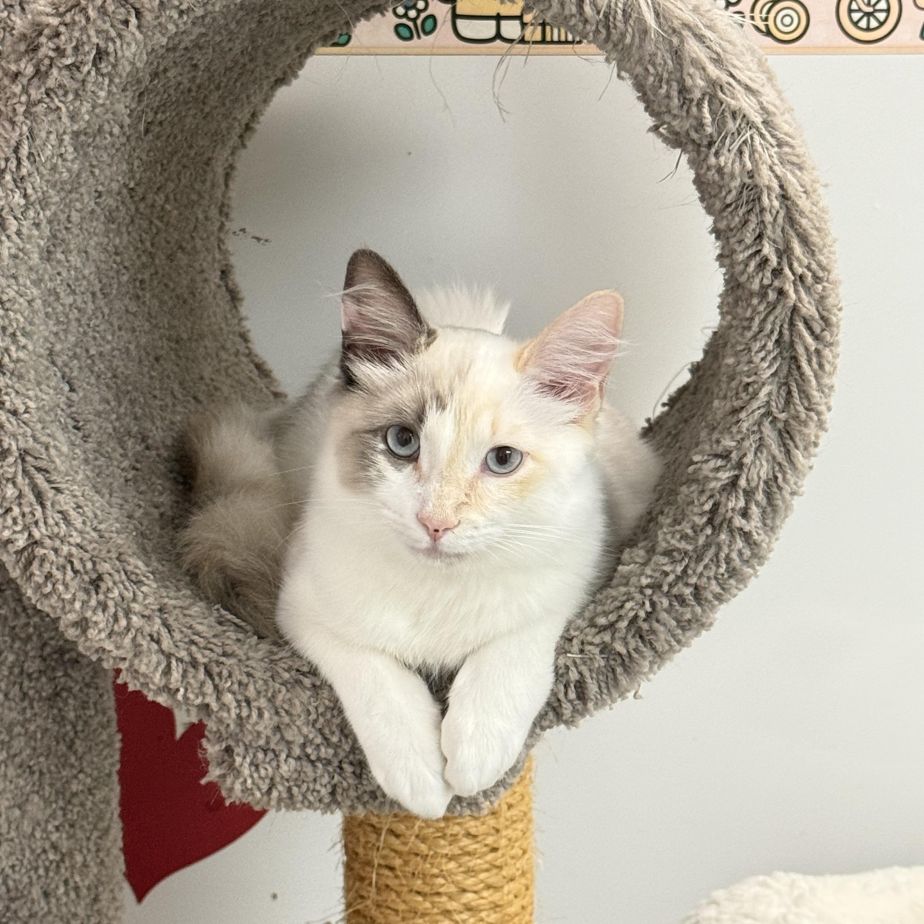 Enlarge Peach, a Adoptable mixed breed in Newport Beach, CA image 4/6