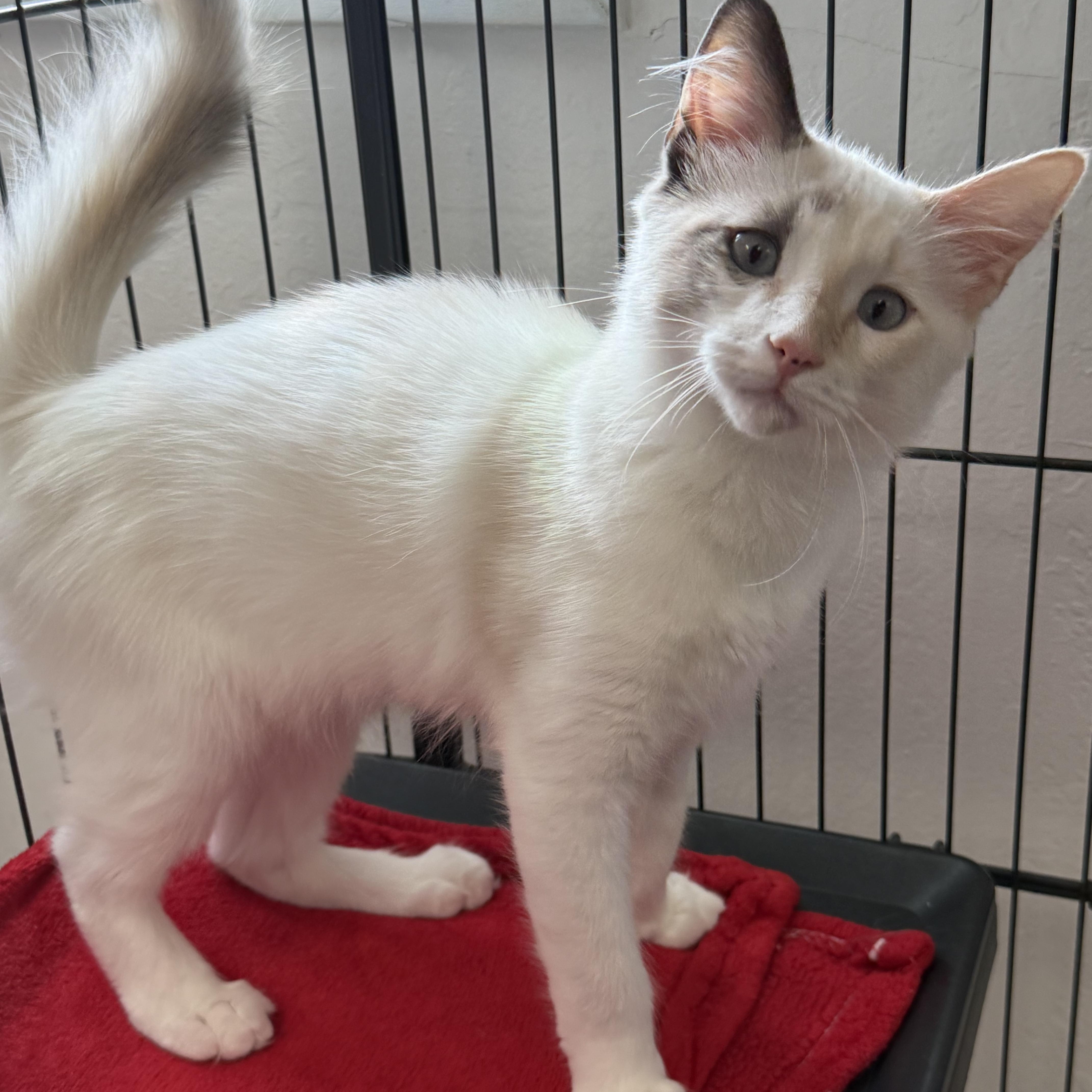 Peach, Adoptable, Young Female Siamese.