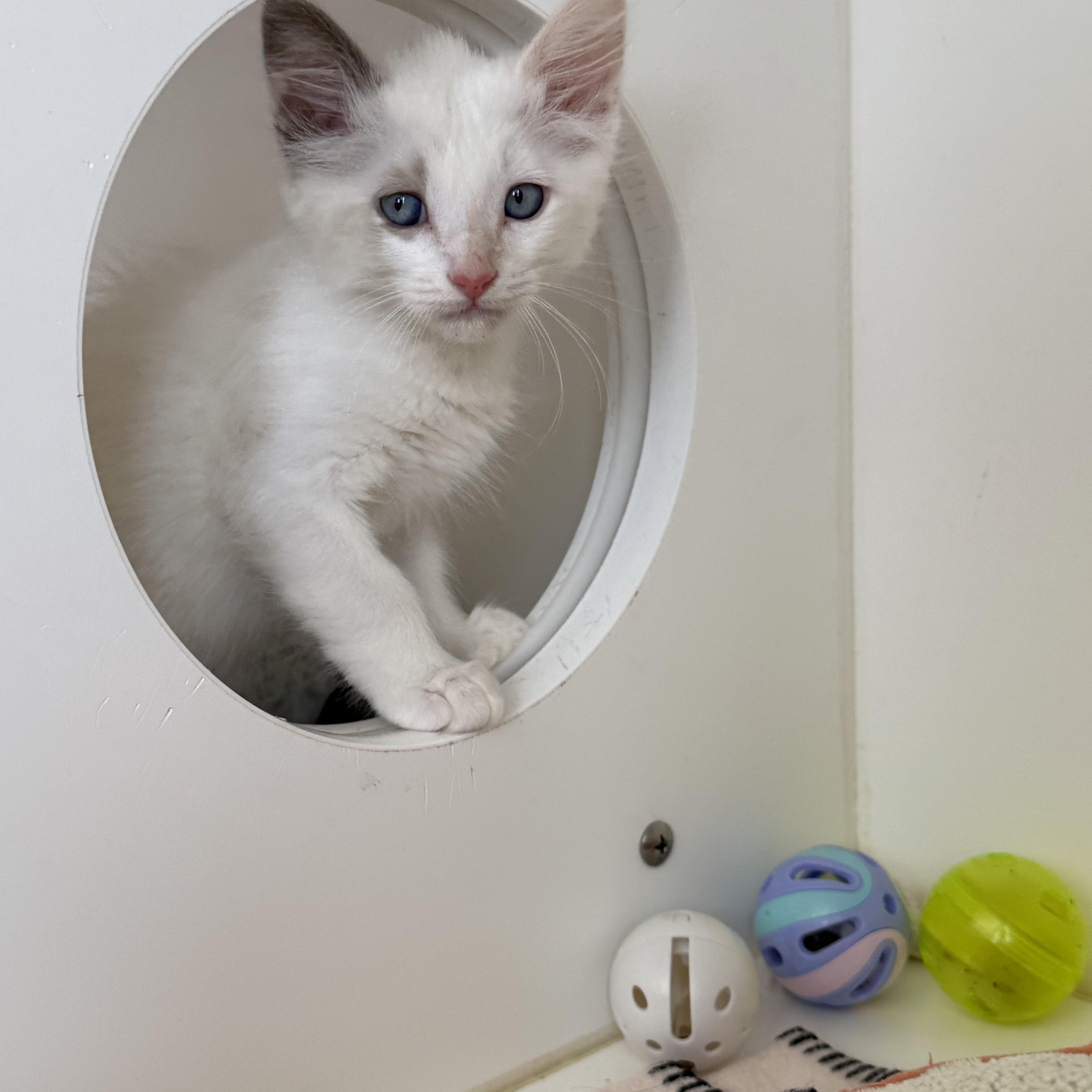 Enlarge Peach, a Adoptable mixed breed in Newport Beach, CA image 2/6