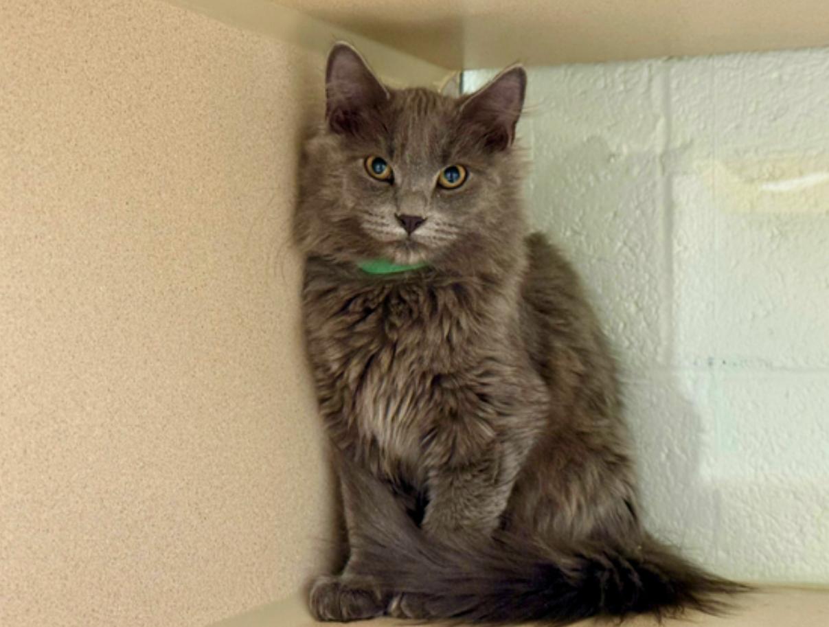 Gum Drop, ADOPTABLE, Young Male Domestic Long Hair.