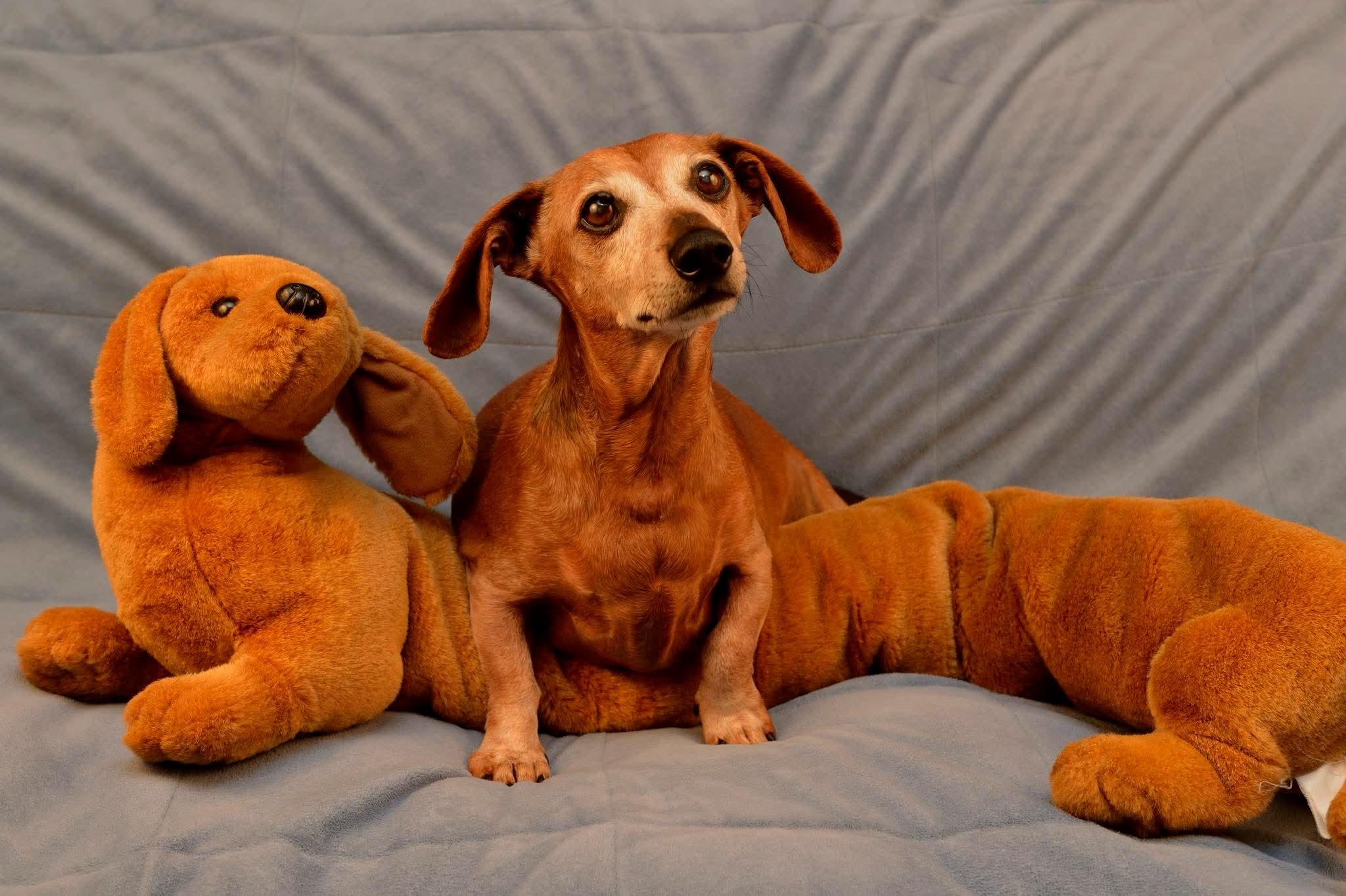 Enlarge Dutch, a ADOPTABLE mixed breed in Huntington Beach, CA image 3/6