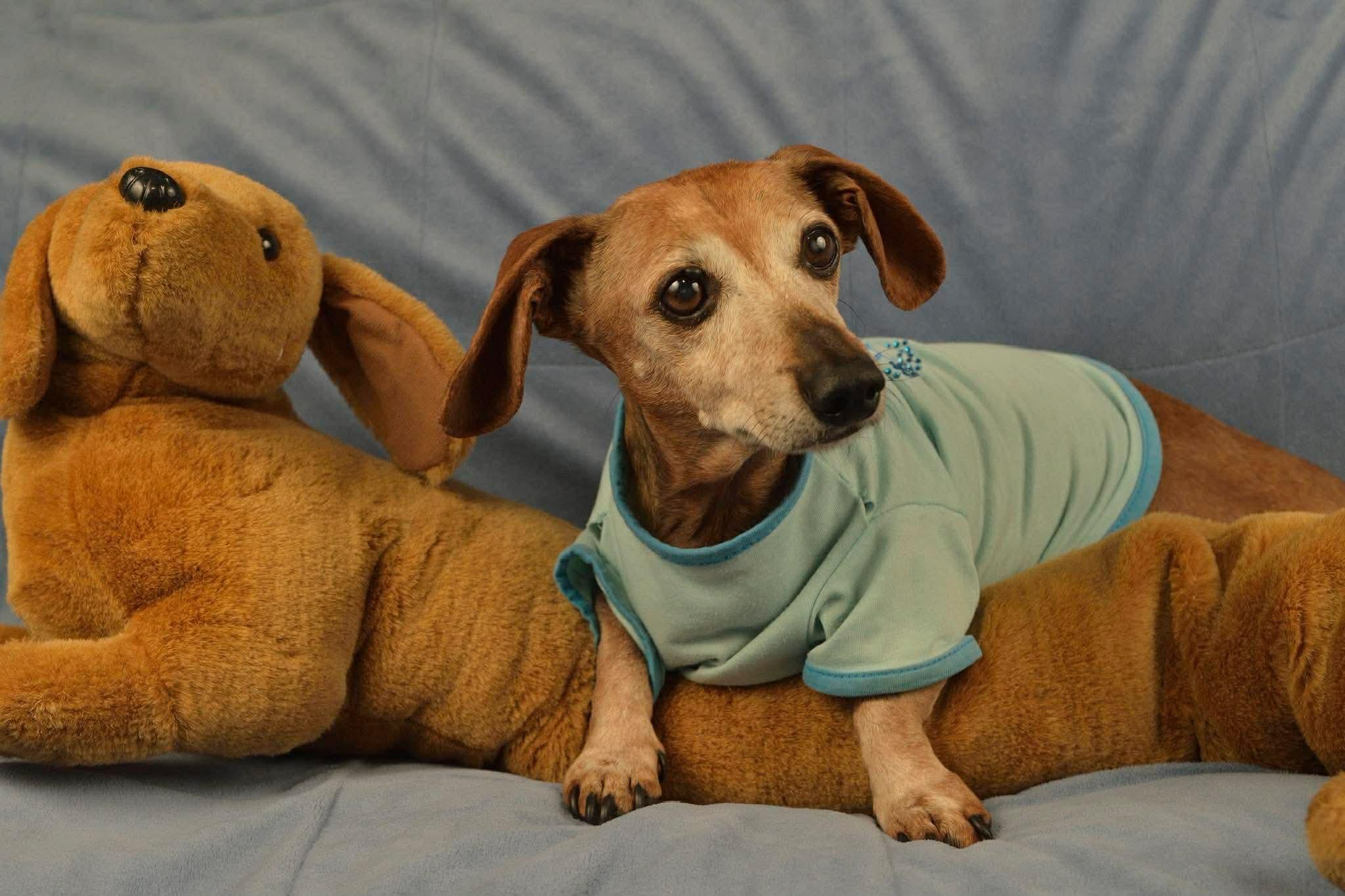 Enlarge Dutch, a ADOPTABLE mixed breed in Huntington Beach, CA image 4/6