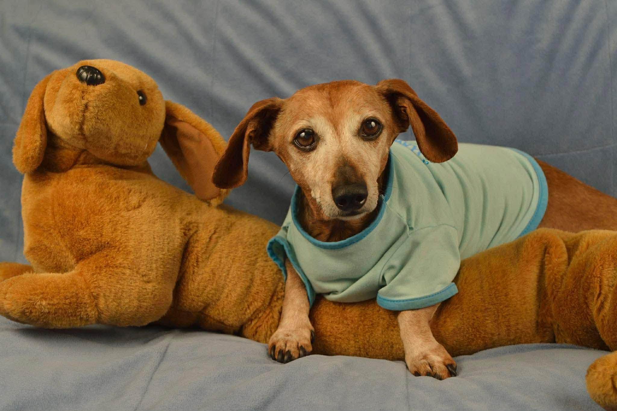 Enlarge Dutch, a ADOPTABLE mixed breed in Huntington Beach, CA image 2/6