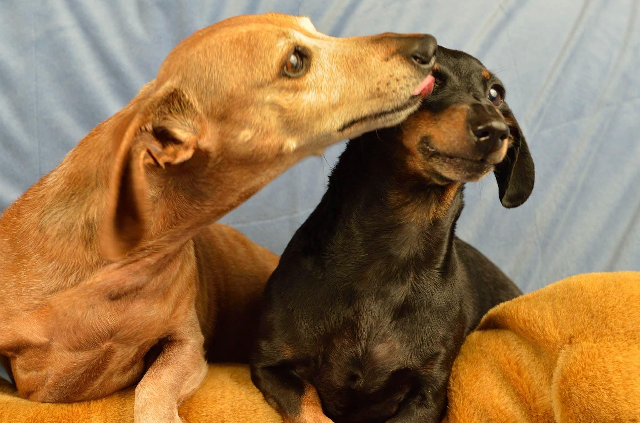 Enlarge Dutch, a ADOPTABLE mixed breed in Huntington Beach, CA image 6/6