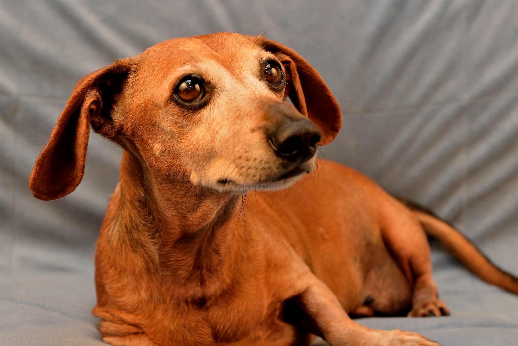 Enlarge Dutch, a ADOPTABLE mixed breed in Huntington Beach, CA image 1/6