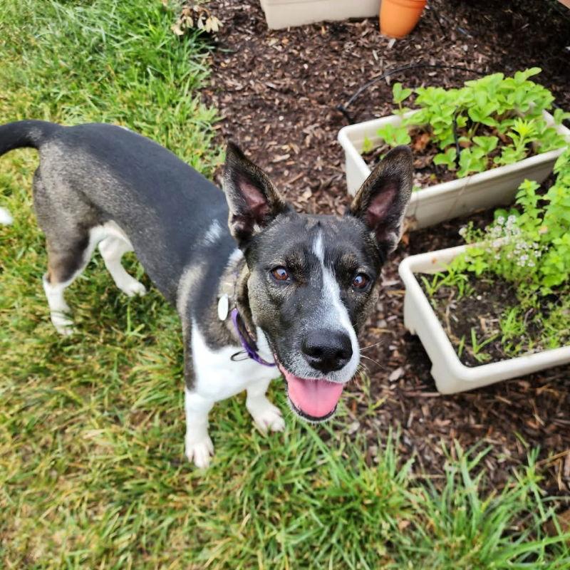 Enlarge Gigi, a Adoptable mixed breed in Portage, IN image 1/3