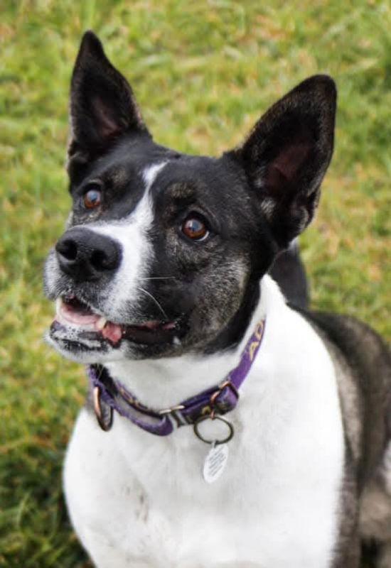 Enlarge Gigi, a Adoptable mixed breed in Portage, IN image 2/3