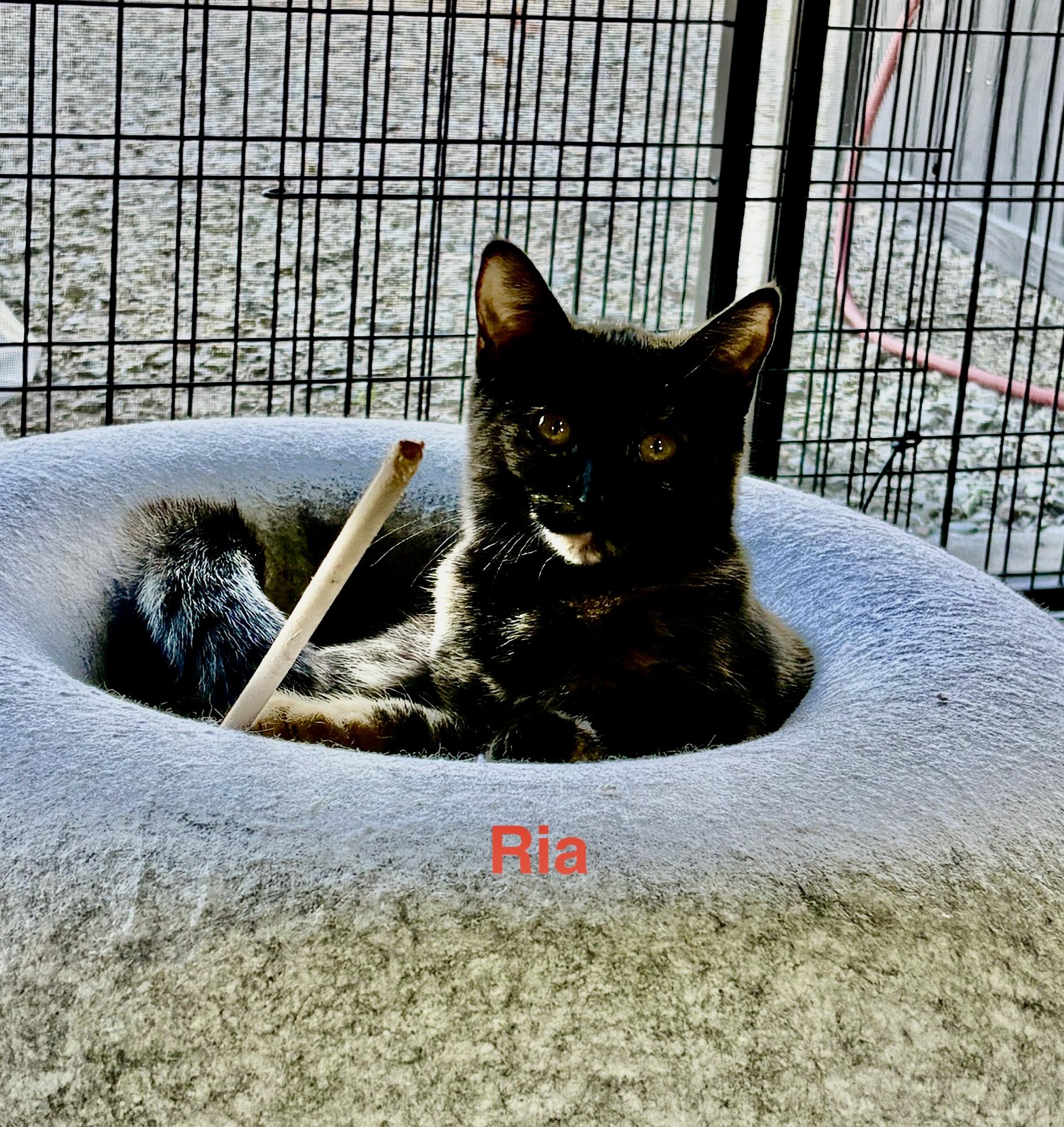 Ria, a Adoptable mixed breed in Sheboygan, WI image 2/3