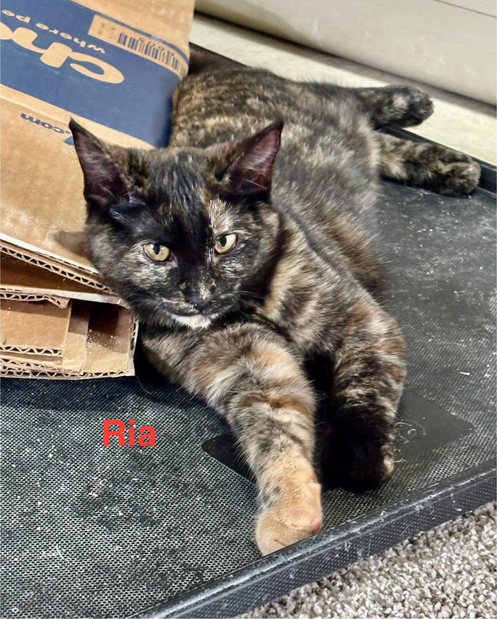 Ria, Adoptable, Young Female Tortoiseshell.