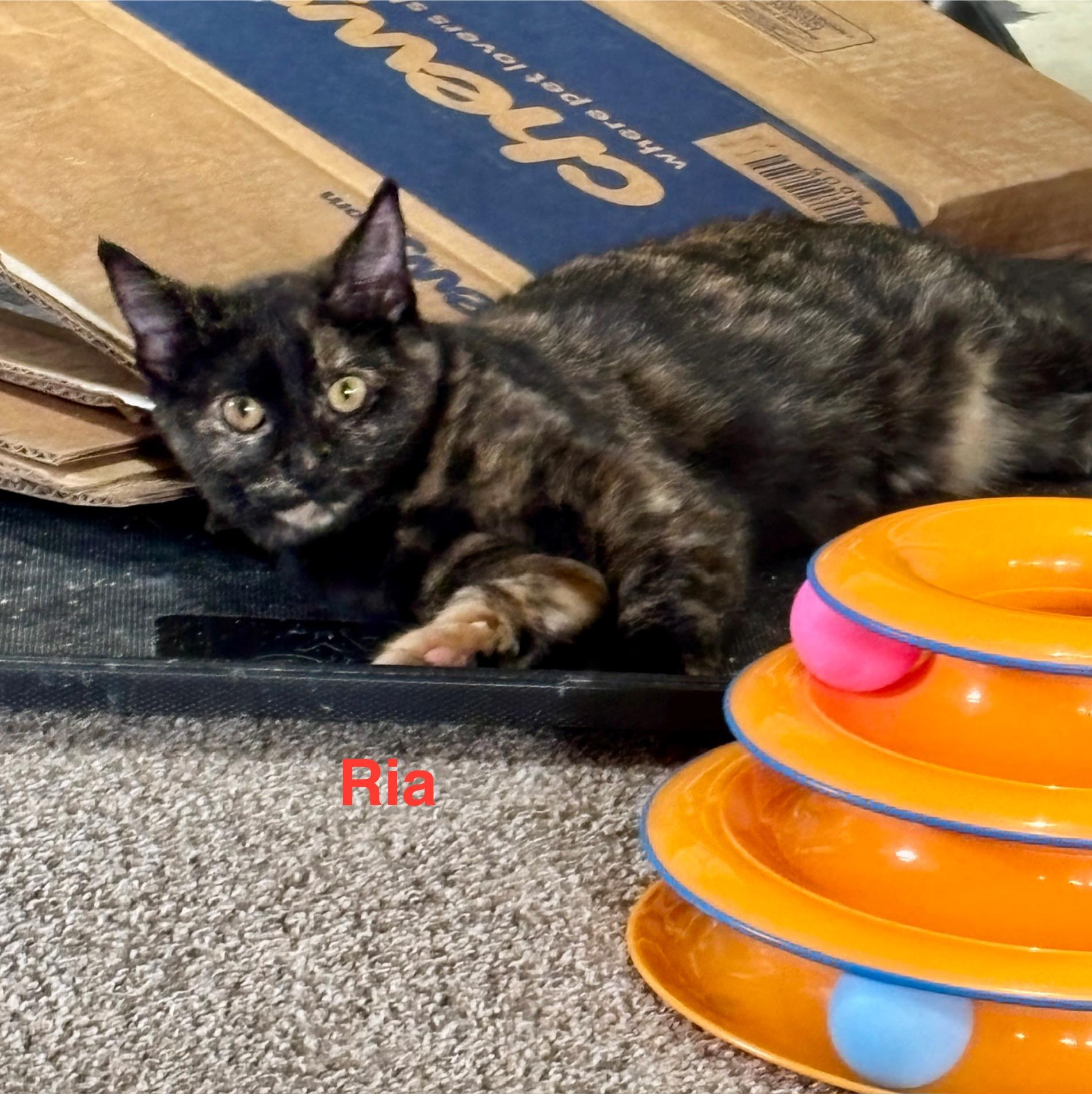 Ria, a Adoptable mixed breed in Sheboygan, WI image 3/3