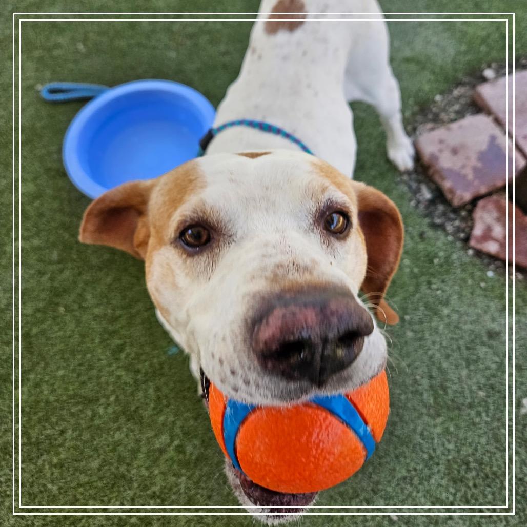 Enlarge BUDDY BOY, a Adoptable mixed breed in Upland, CA image 1/5