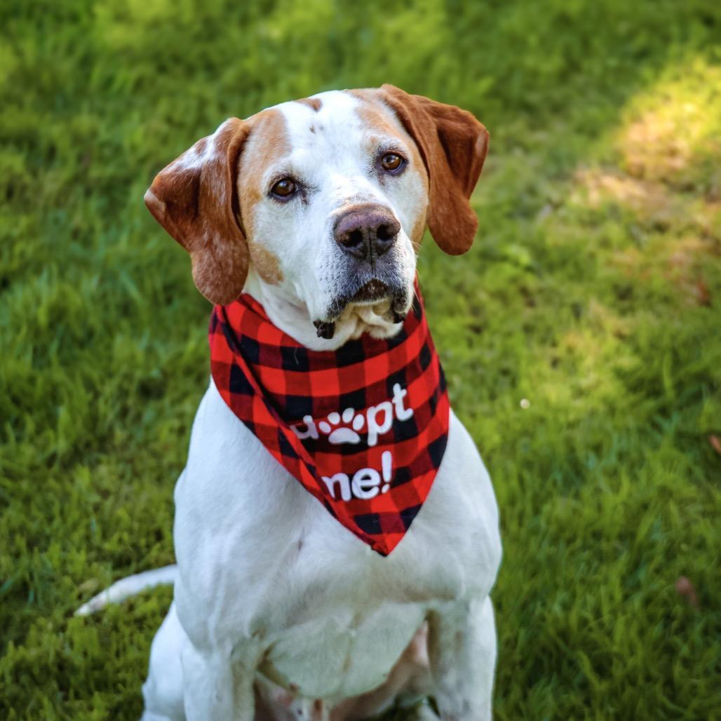 Enlarge BUDDY BOY, a Adoptable mixed breed in Upland, CA image 2/5