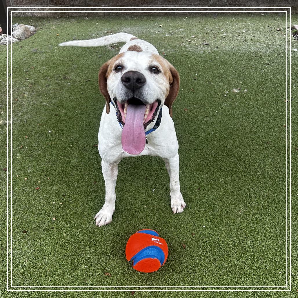Enlarge BUDDY BOY, a Adoptable mixed breed in Upland, CA image 3/5
