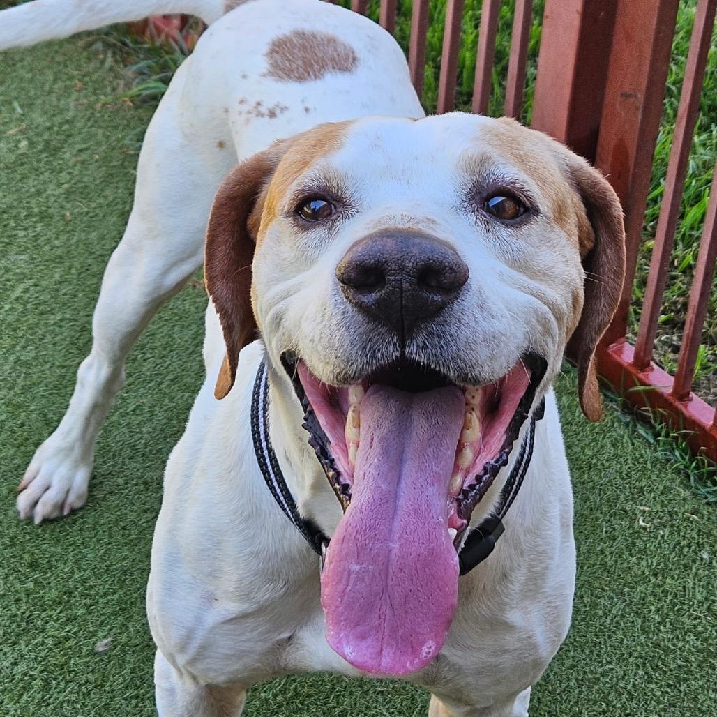 Enlarge BUDDY BOY, a Adoptable mixed breed in Upland, CA image 4/5
