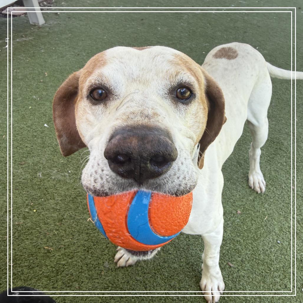 Enlarge BUDDY BOY, a Adoptable mixed breed in Upland, CA image 5/5