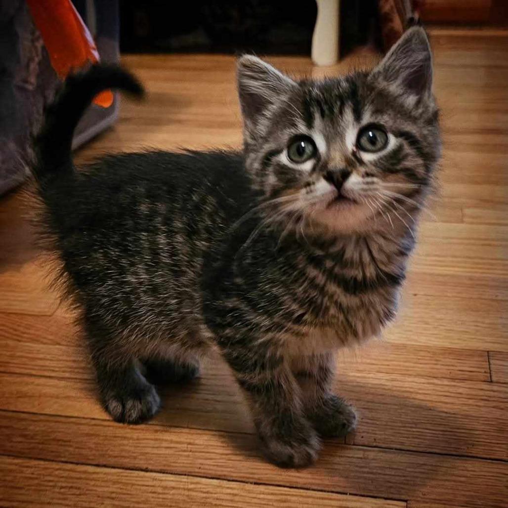 Waffle, Adoptable, Young Female Domestic Short Hair.