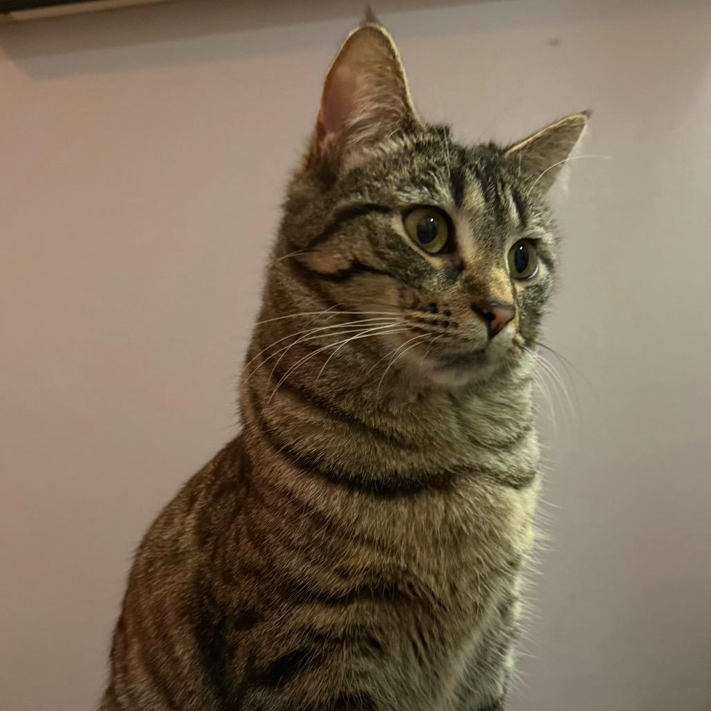 Enlarge Waffle, a Adoptable Domestic Short Hair in Orono, MN image 1/6