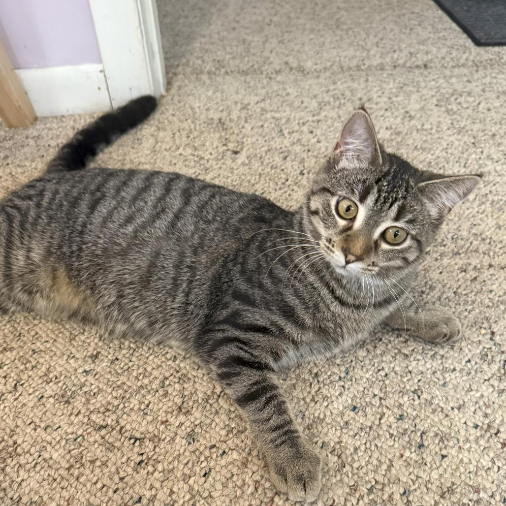 Waffle, a Adoptable Domestic Short Hair in Orono, MN image 2/4