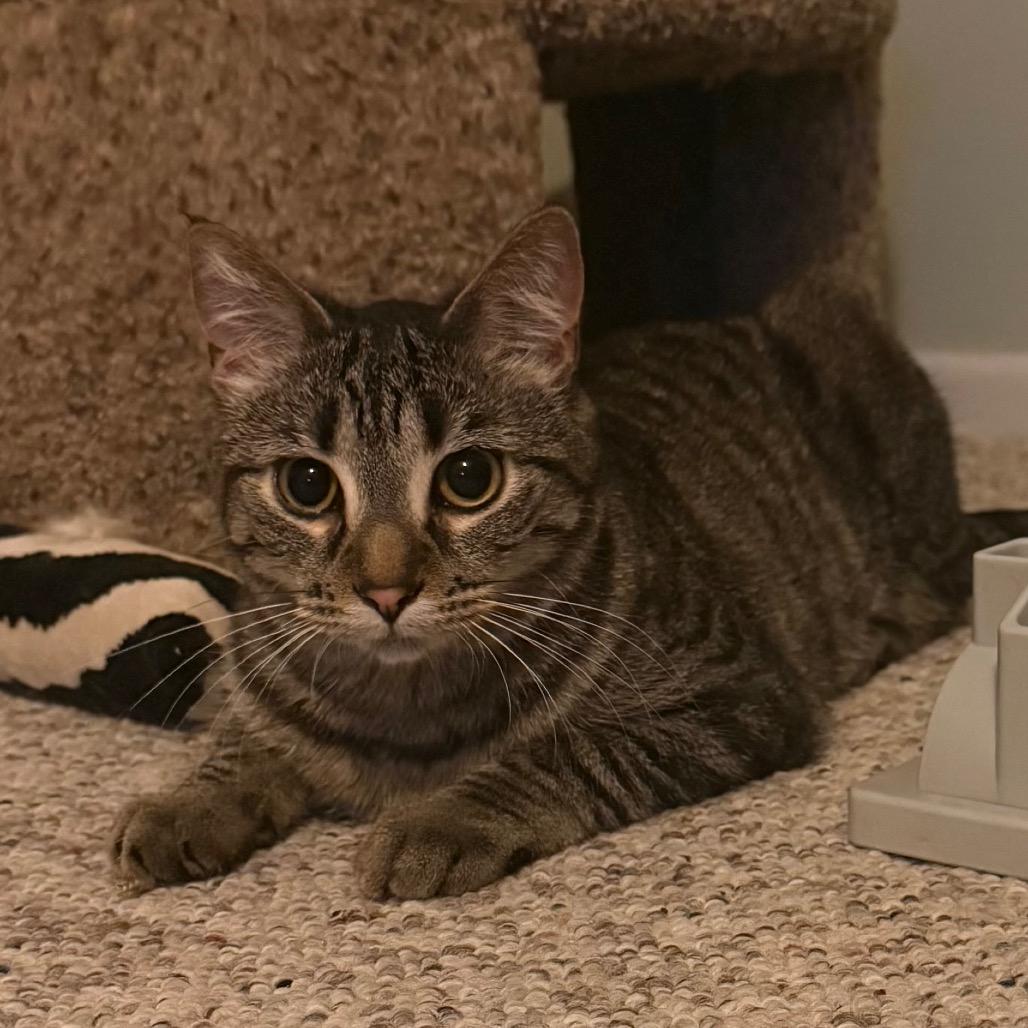 Waffle (Waffle Monster), a Adoptable Domestic Short Hair in Orono, MN image 3/4
