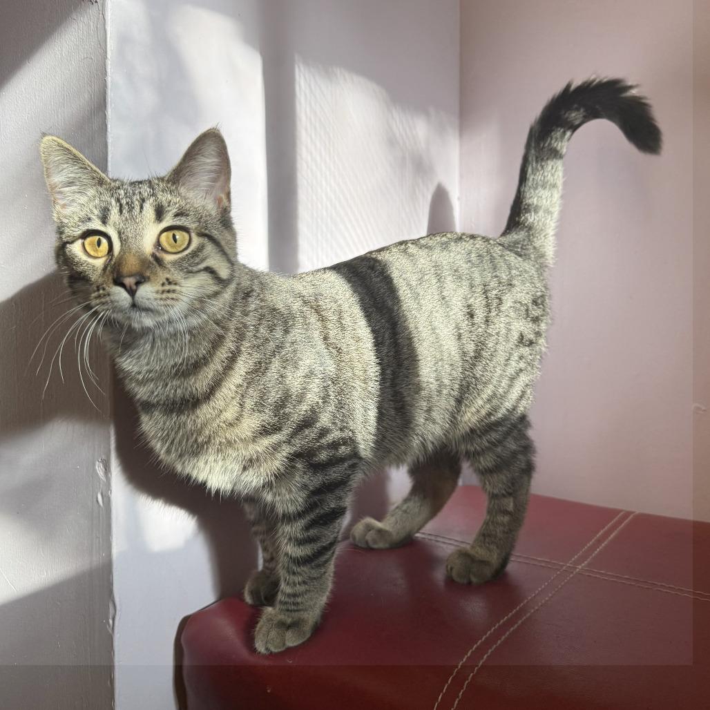 Waffle, a Adoptable Domestic Short Hair in Orono, MN image 3/4