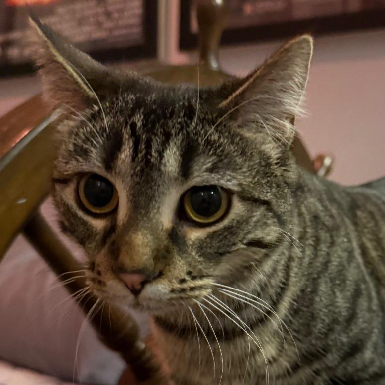 Waffle (Waffle Monster), Adoptable, Young Female Domestic Short Hair.
