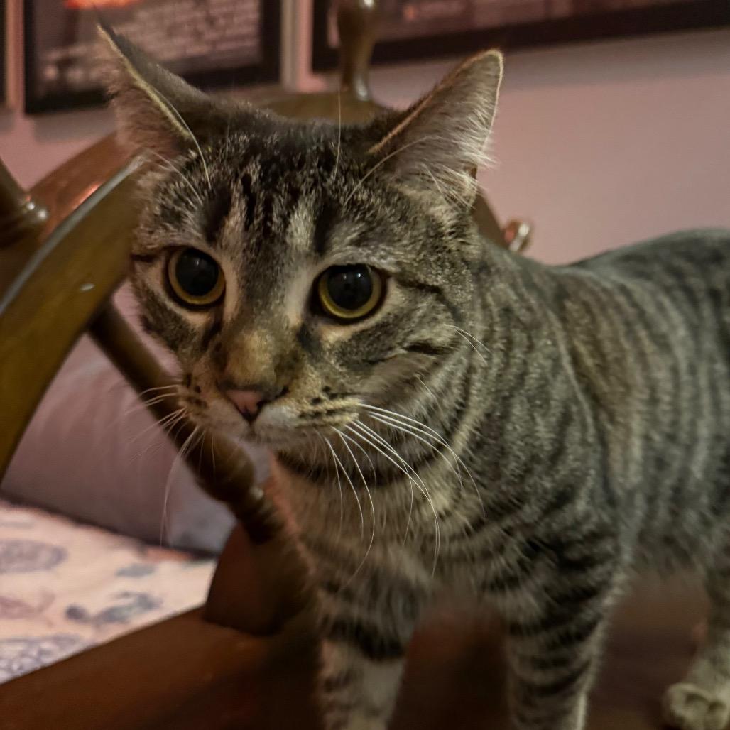 Enlarge Waffle, a Adoptable Domestic Short Hair in Orono, MN image 4/6