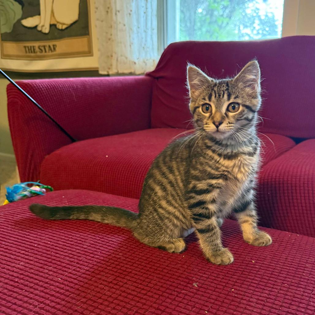 Waffle, a Adoptable Domestic Short Hair in Orono, MN image 4/4