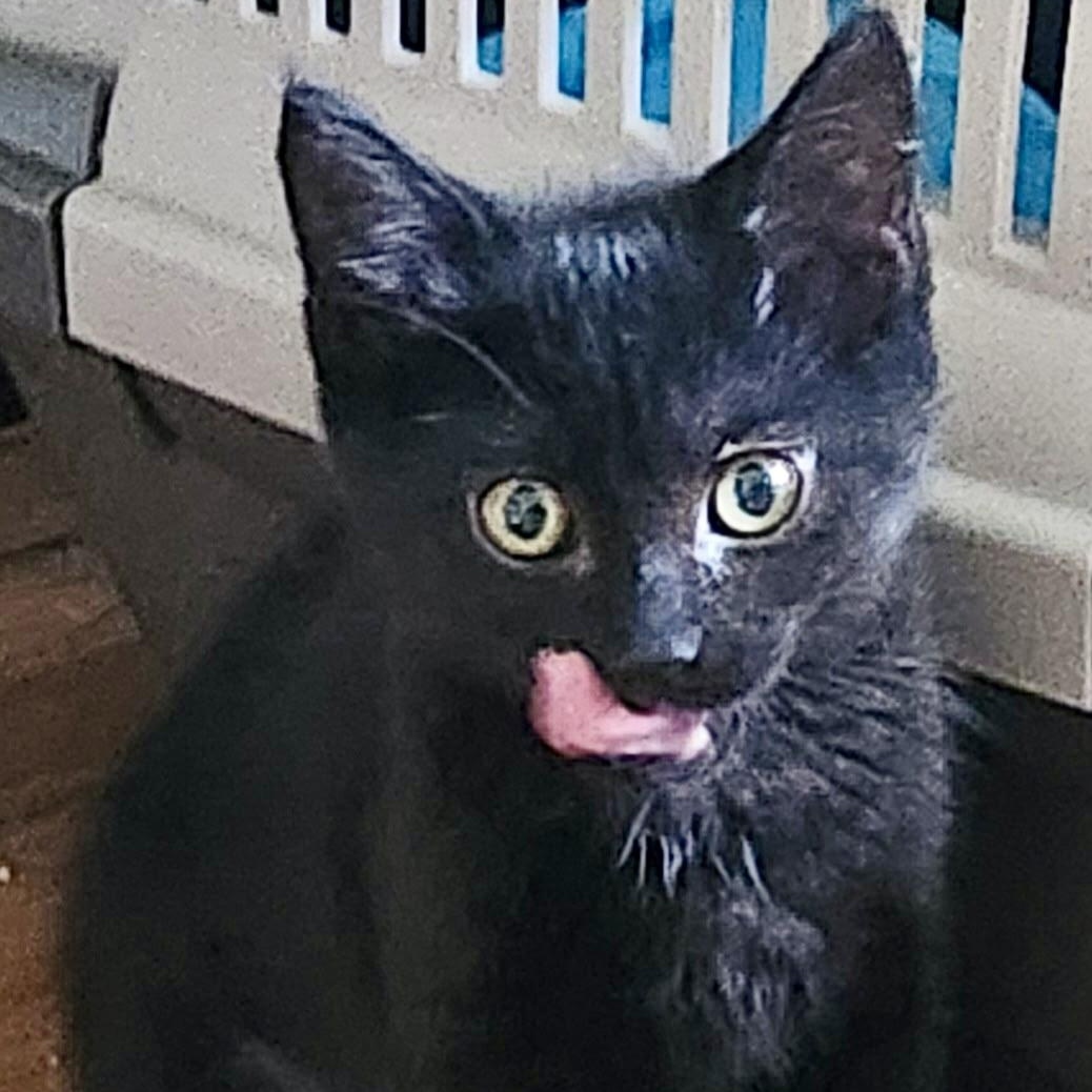 Moo Moo Meadows, an adopted Domestic Short Hair in Richmond, VA image 2/2