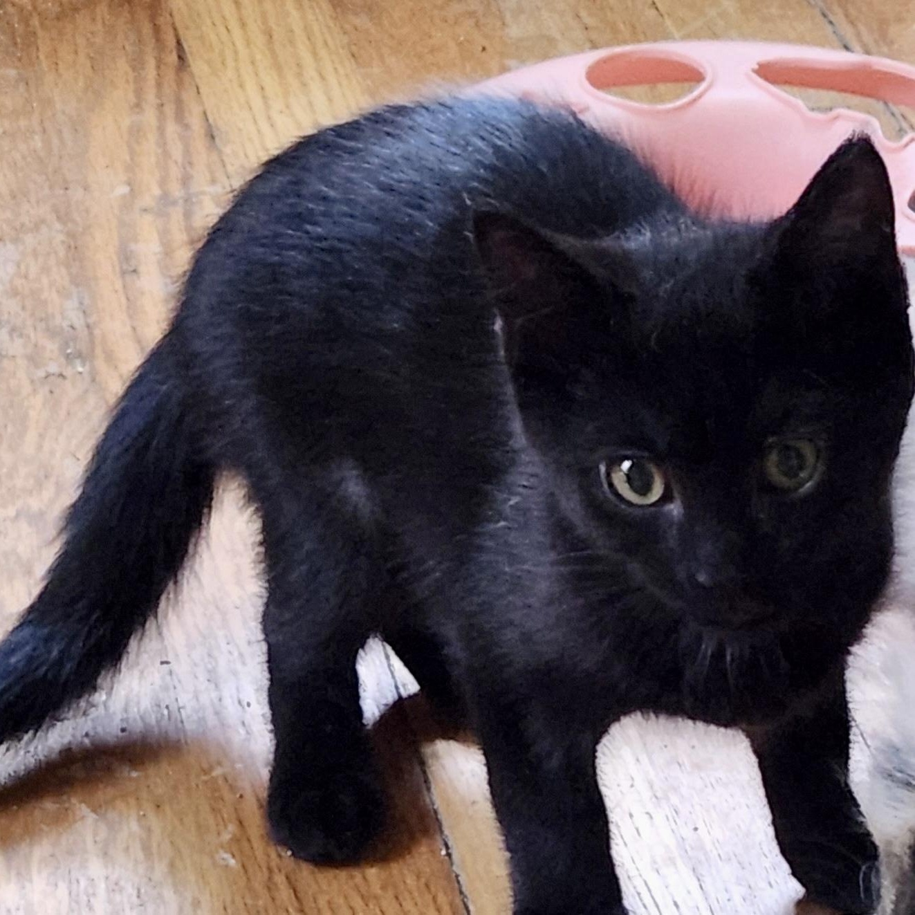 Moo Moo Meadows, an adopted Domestic Short Hair in Richmond, VA image 1/2