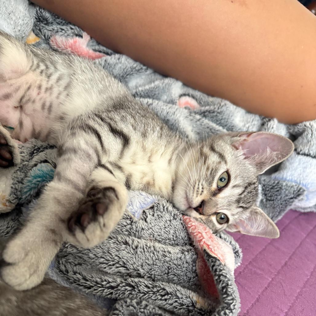 Enlarge Tiki Torch, a Adoptable Domestic Short Hair in Costa Mesa, CA image 1/6