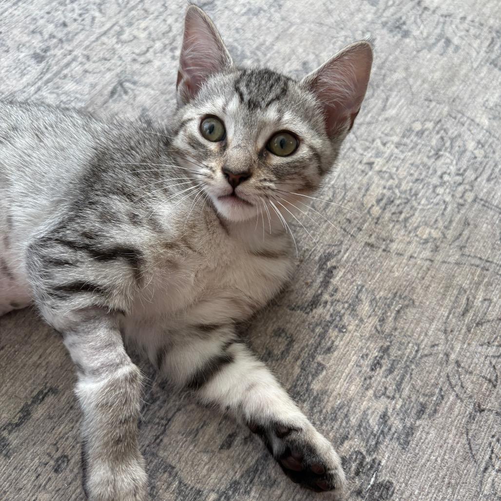 Enlarge Tiki Torch, a Adoptable Domestic Short Hair in Costa Mesa, CA image 2/6